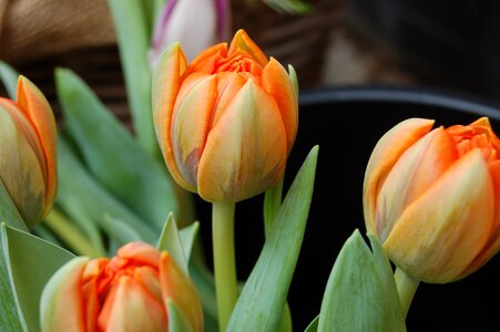 Petal bloom flower arrangement photo