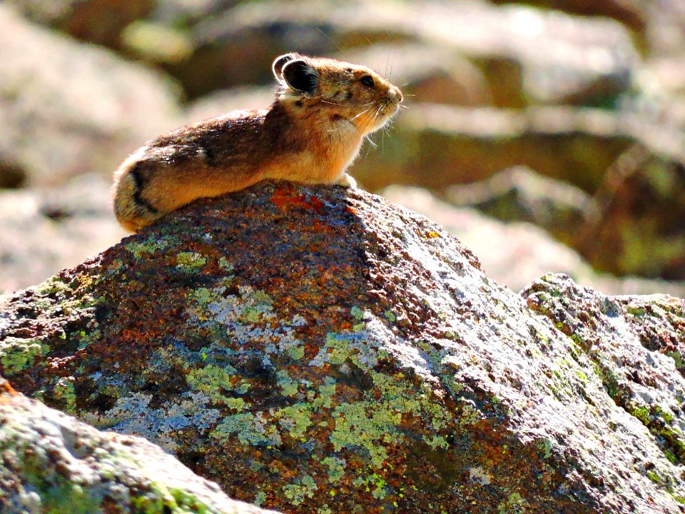 American Pika, Alpine Tundra (42210057254)