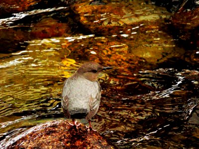 American Dipper (39893658470)