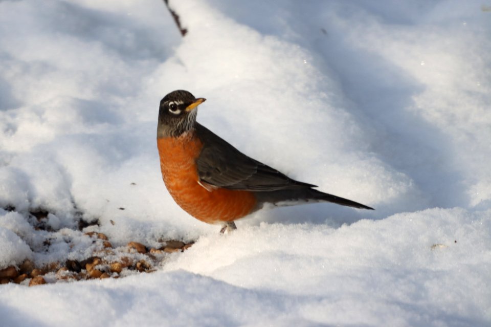 American robin, December 2020 -- Warren Bielenberg (50770274798)