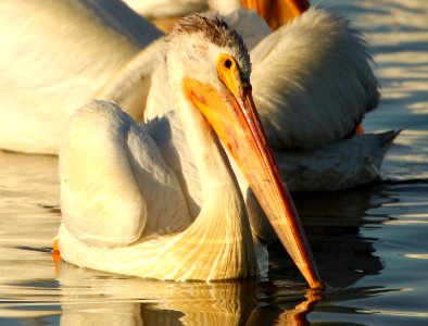American White Pelican Bear River MBR June 2021 1 (51554256407)