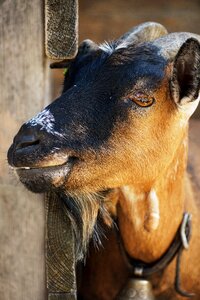 Livestock animal domestic goat photo