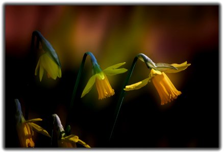 Another spirit for daffodils (46587070784)
