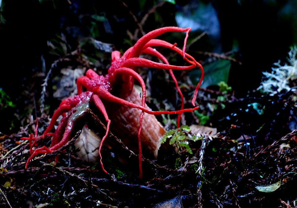 Anemone stinkhorn. (51104219576)