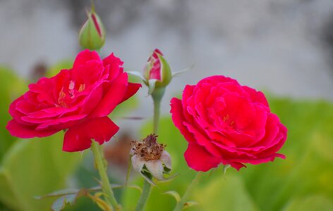 Shredded flower life circle red roses