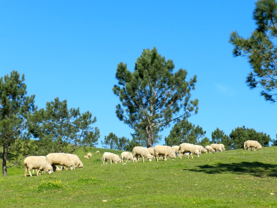 Animal Rights (40767156891)