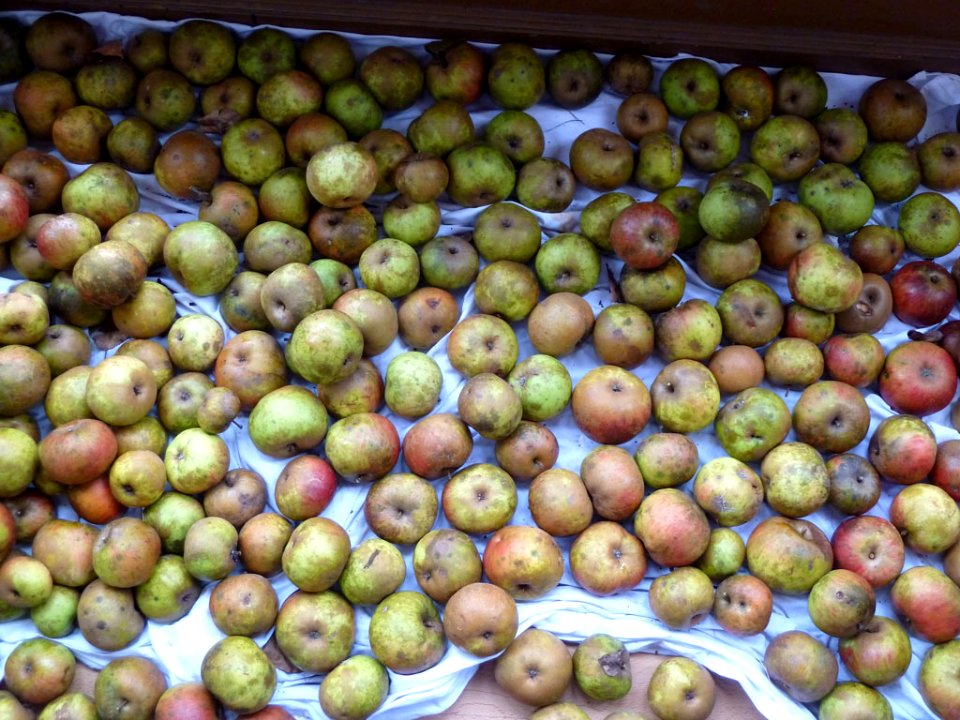 Apples (6494047159)