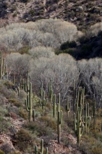 Aravaipa Canyon Wilderness Area (26670676206)