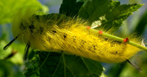 Apatelodes torrefacta, larva (2810170292)