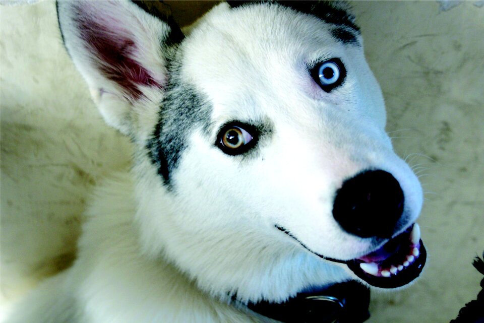 Friend siberian husky animal