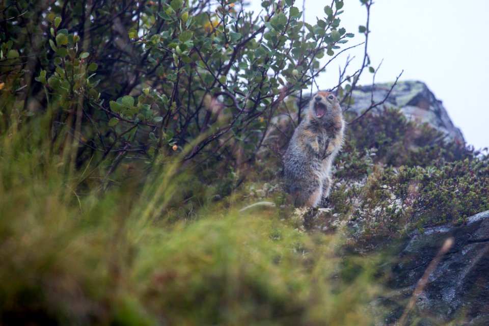 Arctic ground squirrel near Bremner (40029059221)