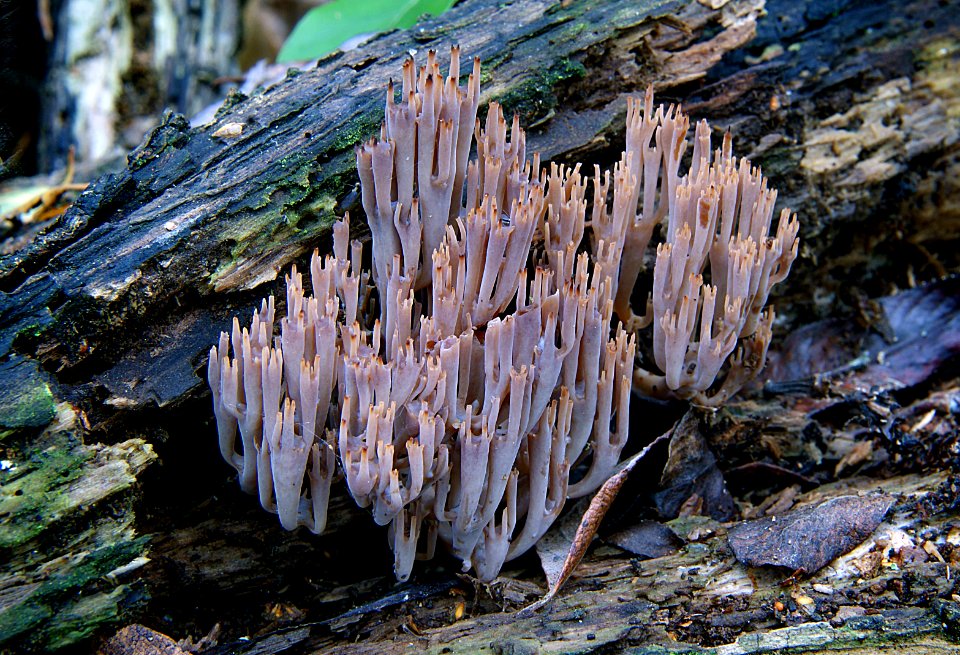Artomyces turgidus (50837428111)