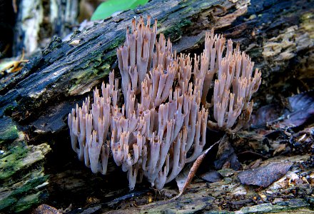 Artomyces turgidus (50837428111)
