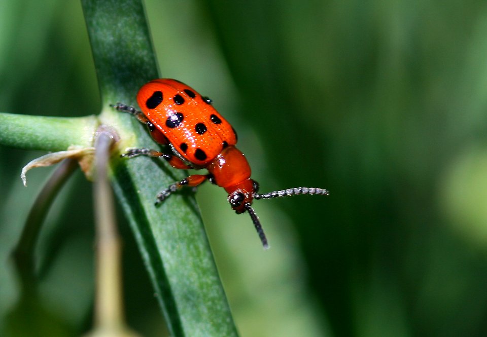 Aspargus beetle sp 1 (4089926437)