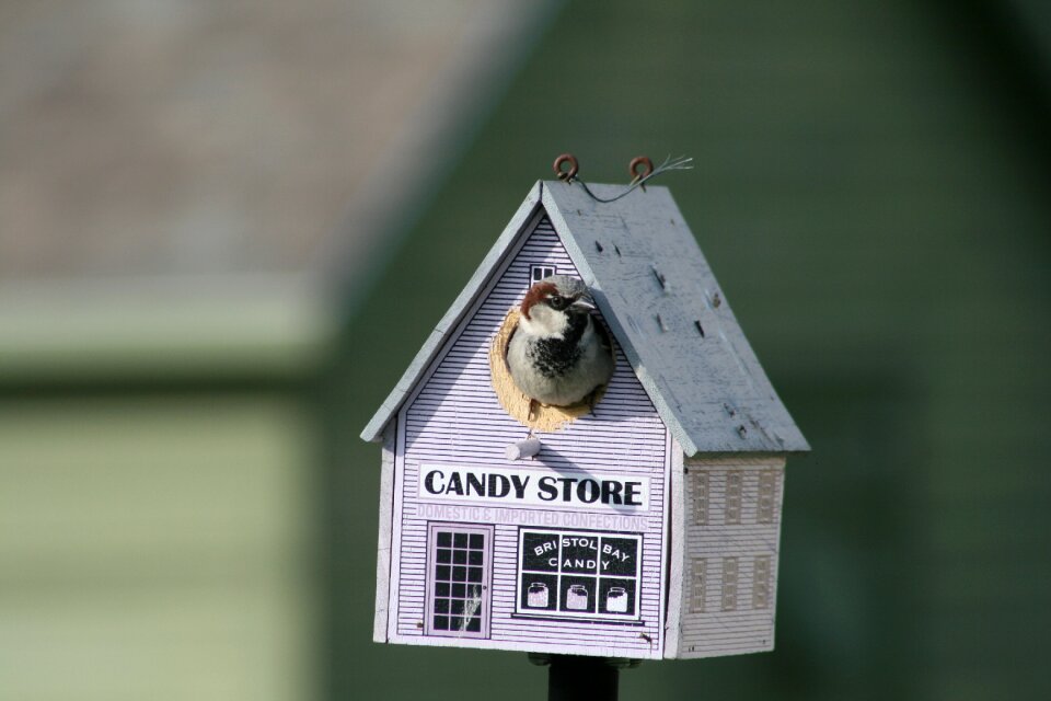 Bird outdoors nature