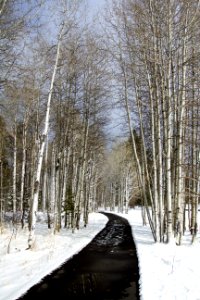 Aspens and snow, Oregon (40362963462)