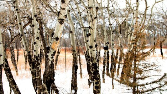 Aspens in Rocky Mountain National Park (31630774101) photo
