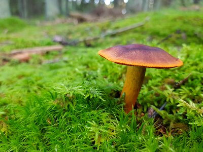 Moss fungi green