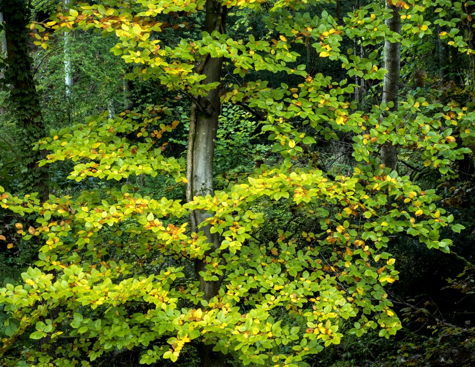 Autumn, Rhydymwyn area, N Wales, UK. (51601950402)