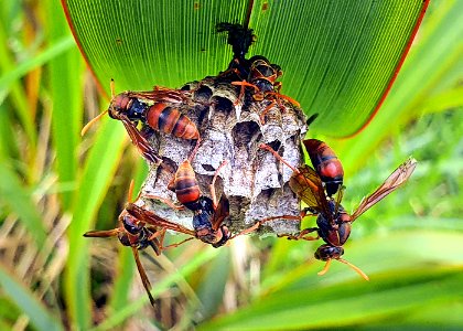 Australian paper wasp. (51103274530)