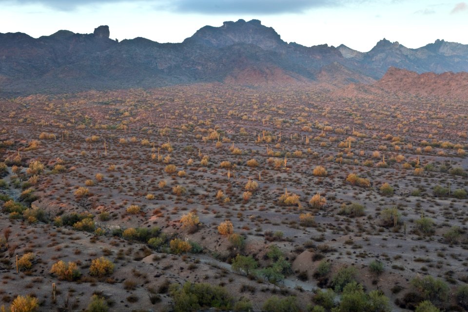 Az eagletail-6431 (26631730061)