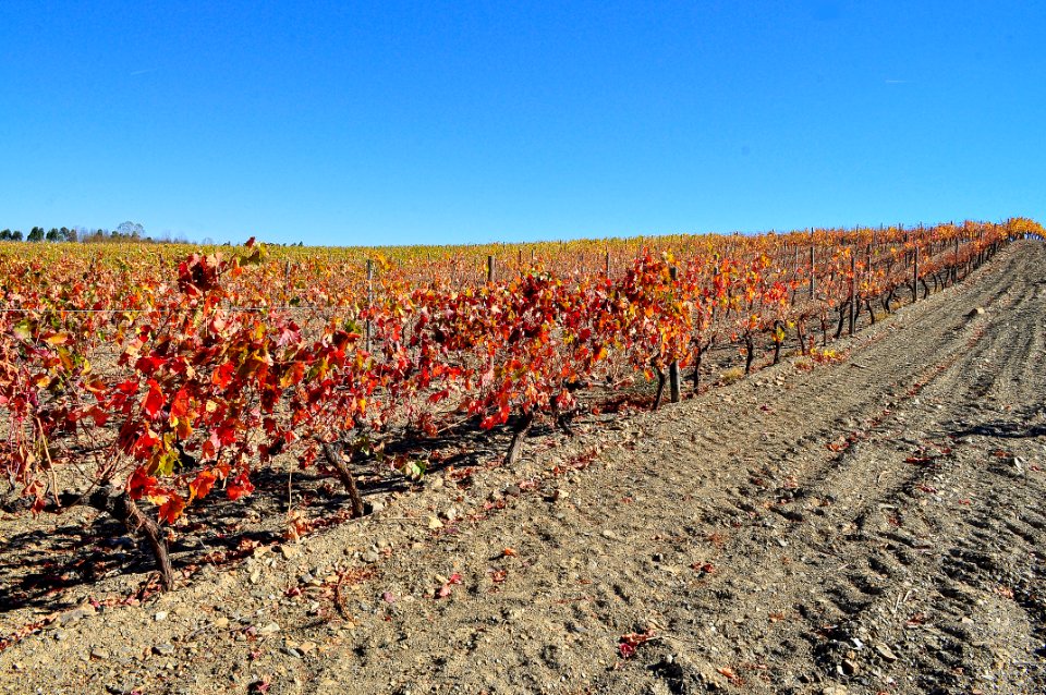 Autumn vineyards (38013421512)