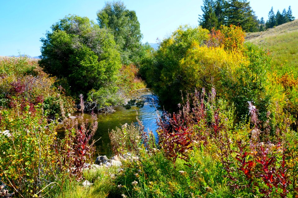 Autumnal Bliss on the National Elk Refuge (51483595698)