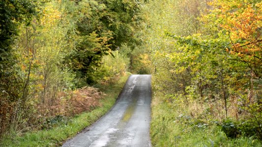 Autumn, Nercwys forest, N Wales, UK, 2021. (51626103725)