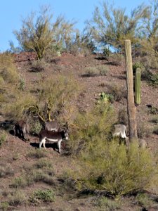 Az hells cyn-5598 (26698163975)