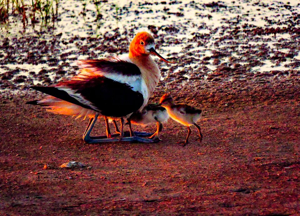 Avocet Mother and Chicks (47775232372)