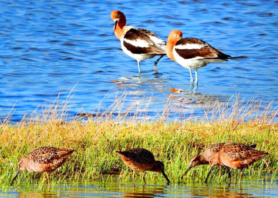 Avocets and Dowitchers in Wetland West of Dunes (34443405922)