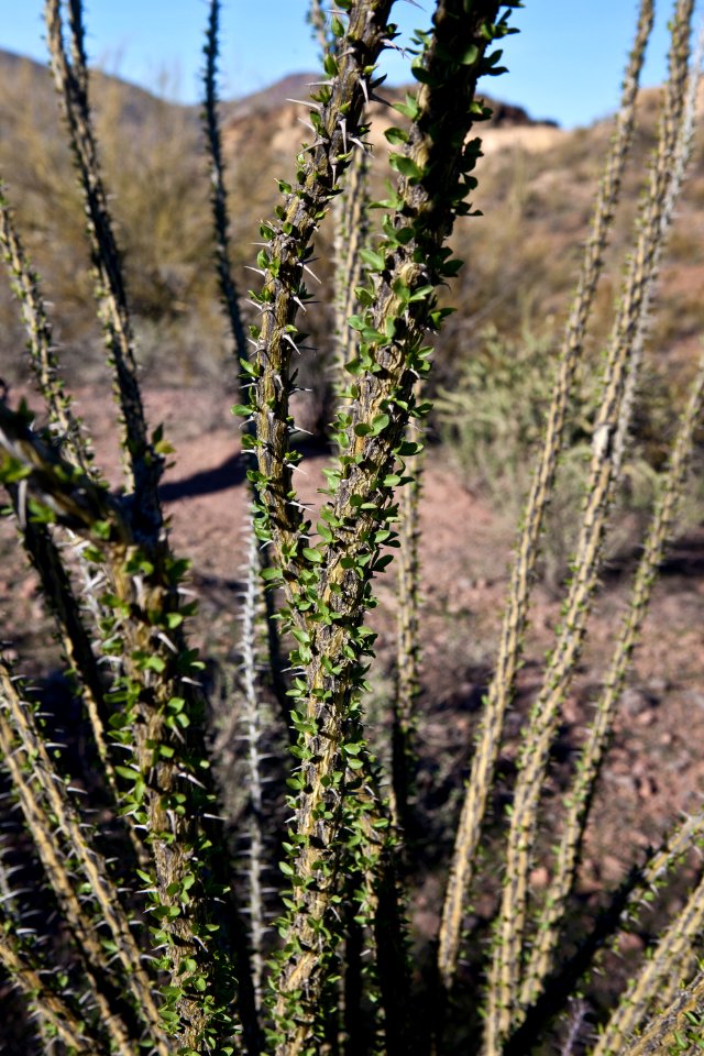 Az hells cyn-5575 (26632103221)