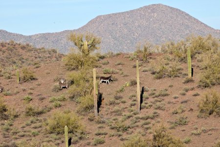 Az hells cyn-5613 (26698168505)