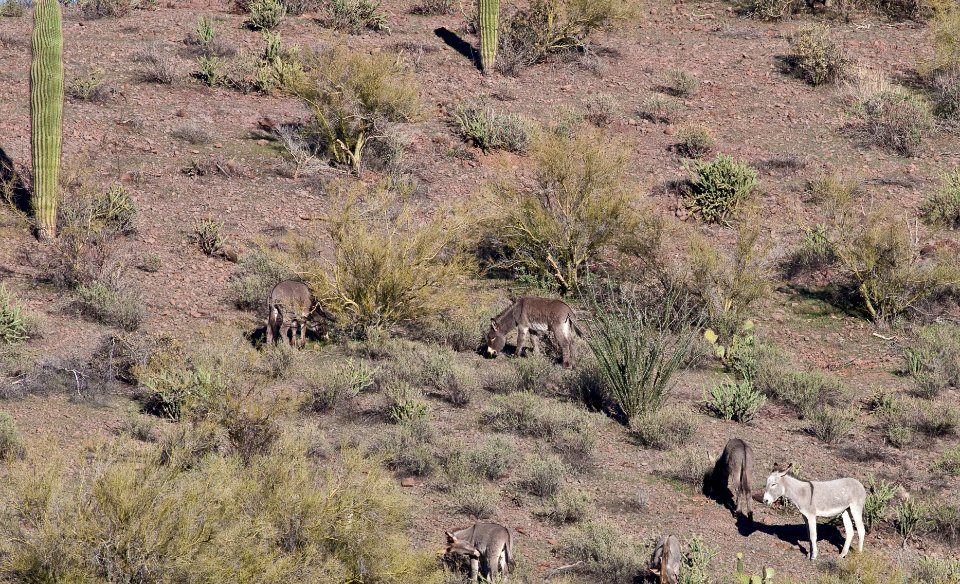 Az hells cyn-5583 (26094155703)