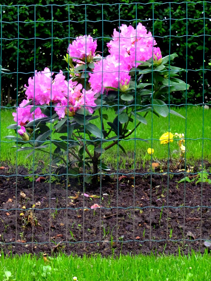 Azaleas (14078609281)