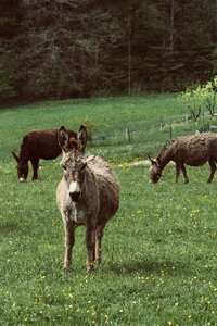 Donkey farm animal photo
