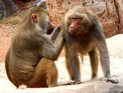 Baboon Grooming (38108517785) photo