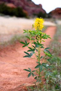 Bee Balm on Trail (34868898453)