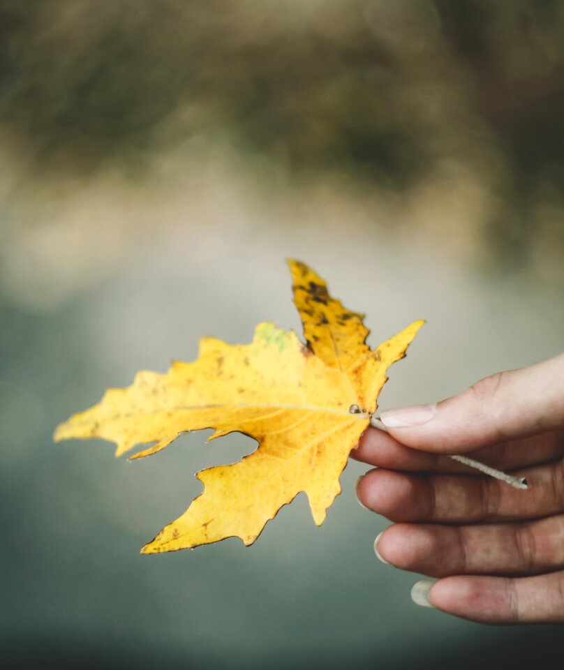Emotion beautiful fresh large leaf