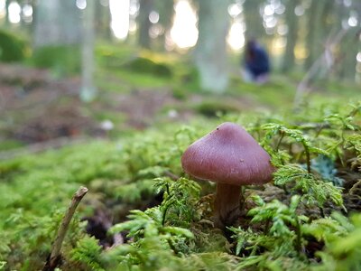Toxic forest moss