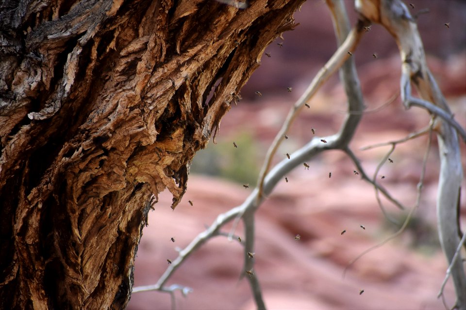 Bee Swarm (34835978574)