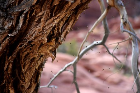 Bee Swarm (34835978574)