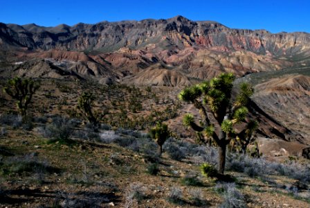 Beaver Dam Mountain Wilderness (35280664051)