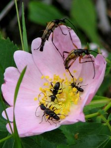 Beetles that look like ants (709800705)