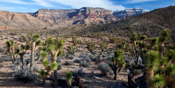 Beaver Dam Mountains Wilderness (35280664571)