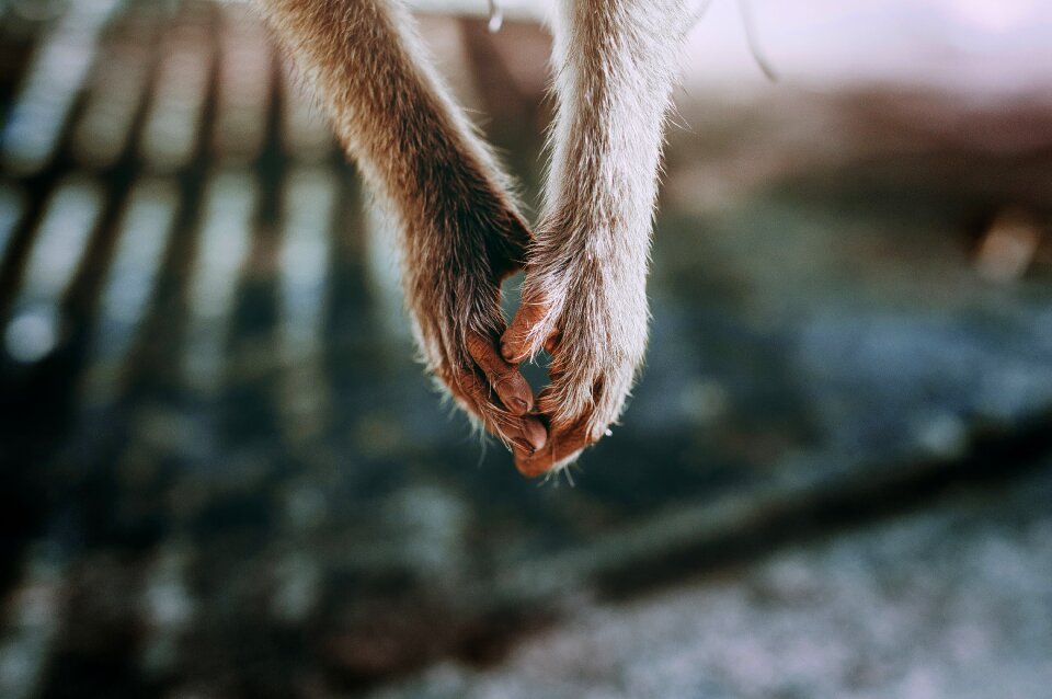 Hold hand monkey lonely