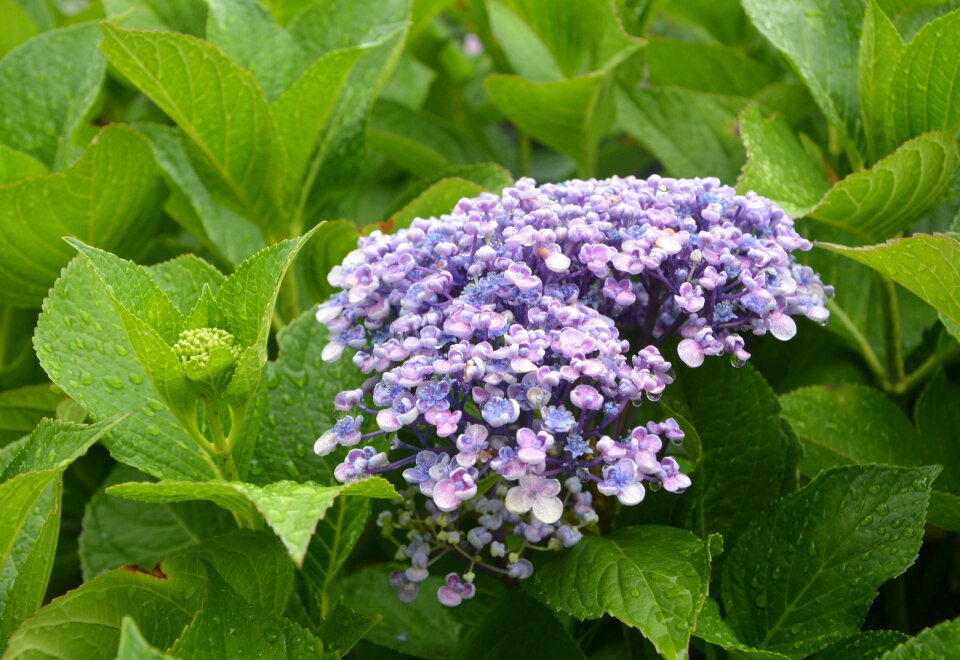 Brittany petals flowering