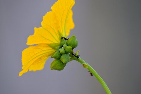 Yellow flower ants buds