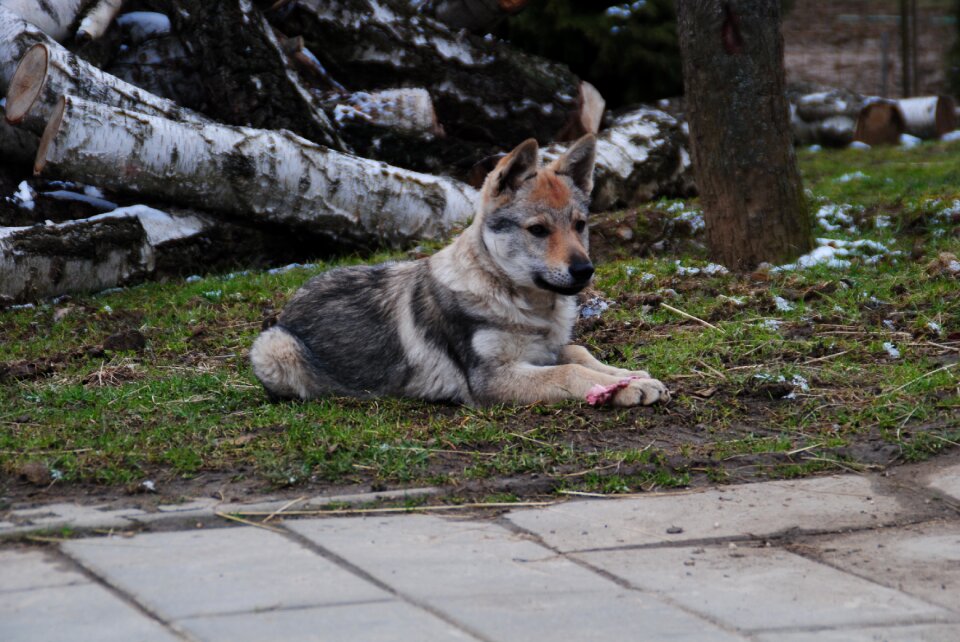 Happy dog outdoors cute