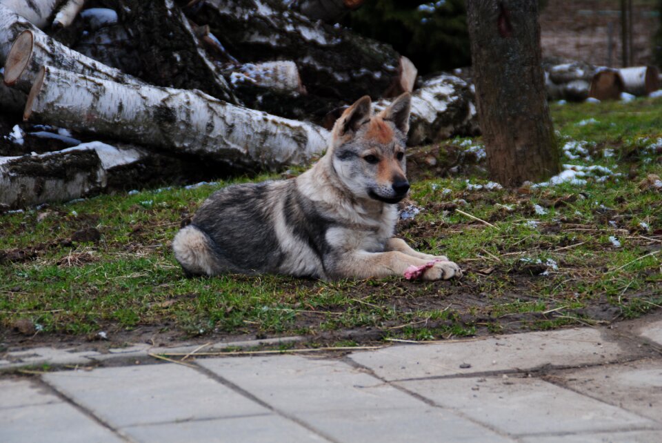 Happy dog outdoors cute photo